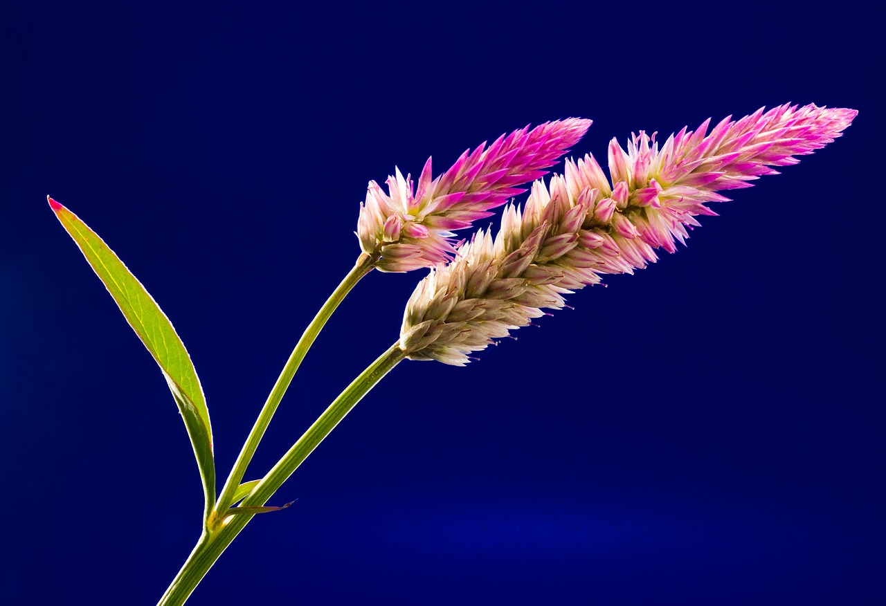 Plants and Consciousness - A Potential Existence